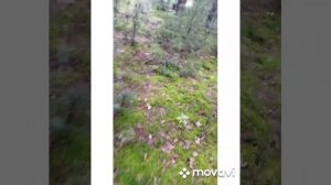 Коротенький поход по лесу и минутка полезной информации#жизньвбеловежскойпуще