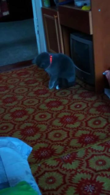 реакция кошки на ошейник с колокольчиком смотреть онлайн