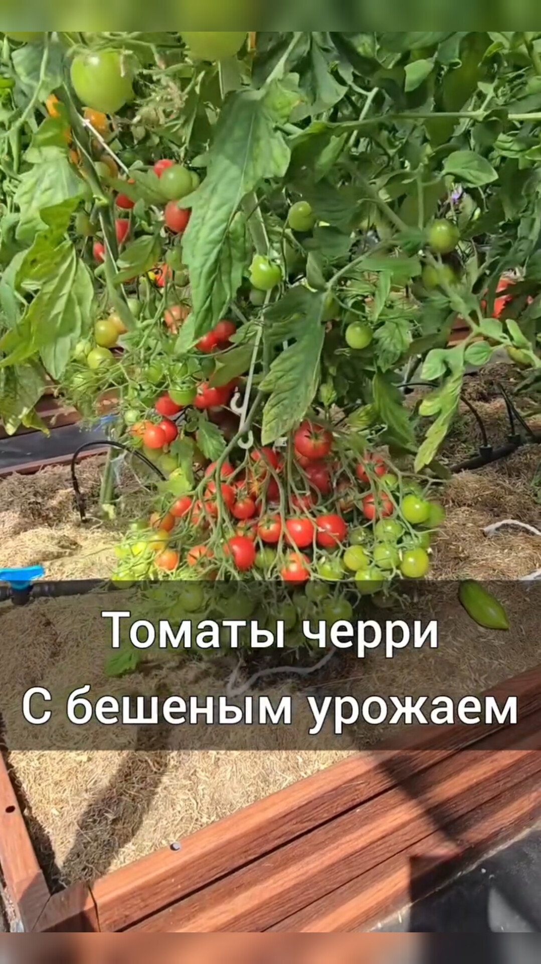 Томаты черри с бешеным урожаем! смотреть онлайн