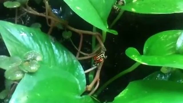Ranitomeya Uakarii mannen gevecht смотреть онлайн