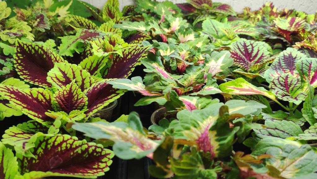 Как вырастить шикарные кусты колеусов зимой. Как сохранить и размножить до весны без выпадов. смотреть онлайн