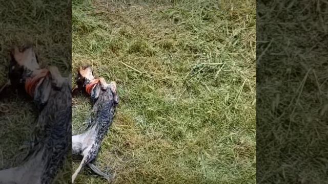 Поездка в карантине окольными путями. Полевые работы.#пелопонес #домвдеревне #жизньвгреции#природа смотреть онлайн
