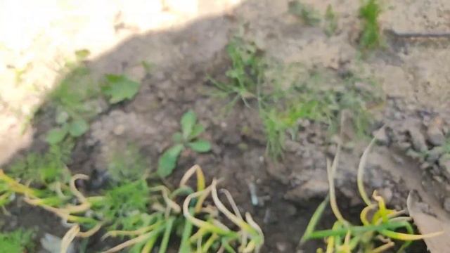 Садовая зарисовка. Двухъярусный лук) смотреть онлайн