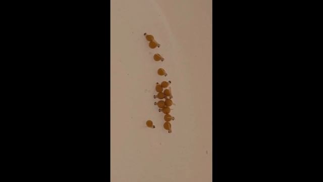 Psudetropheus elongatus ''yellow tail'' stripping female + fry смотреть онлайн