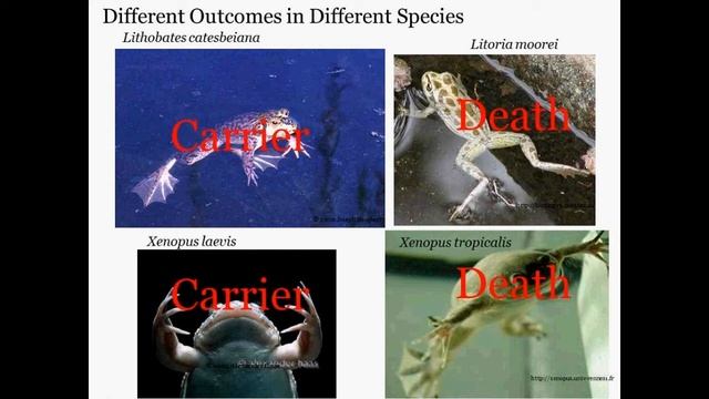 Moutain Yellow-Legged Frog presented by Dr. Vance Vredenburg смотреть онлайн