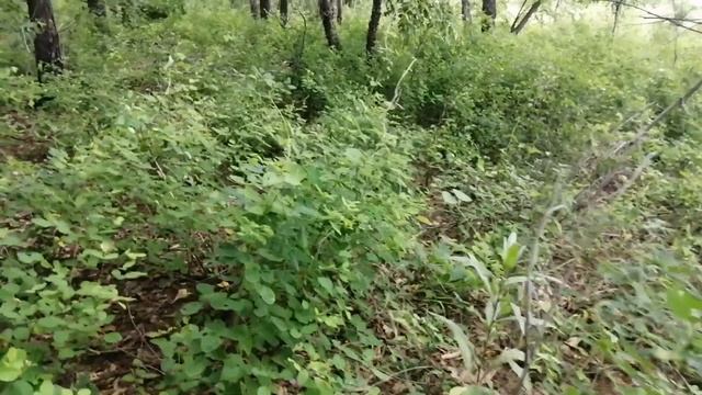 Едем в лес по грибы. Что из этого вышло.. смотреть онлайн