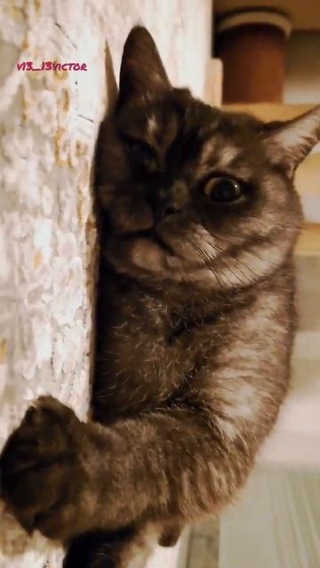 Alice. I lie well, I look at you🐱Алиса. Хорошо лежу, на вас гляжy. @v13_13Victor смотреть онлайн