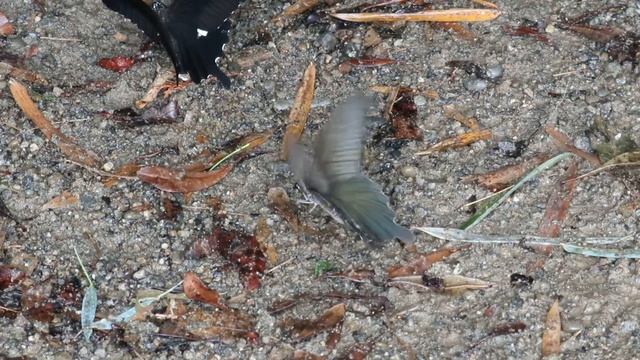 ジャコウアゲハ（チョウ）Byasa alcinous смотреть онлайн