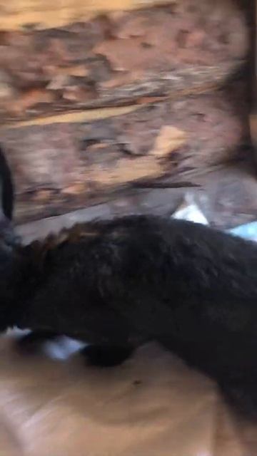 Бельгийский великан.4месяца.Вес:6.800 смотреть онлайн