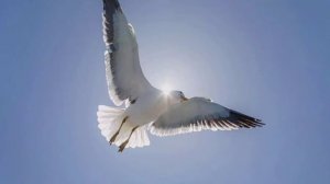 Гусейн манапов чайки