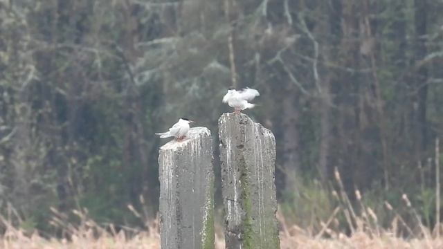 №3474 06 05 2023 Речные крачки смотреть онлайн