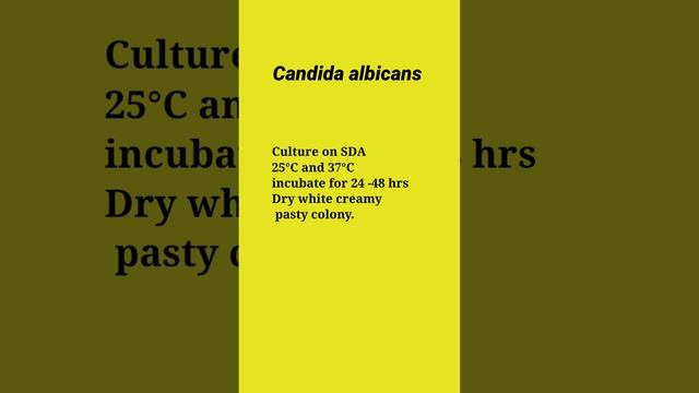 Candidaalbicans identificationtest/Candidaspecies/identificationCandidaalbican@labtechnician4346 смотреть онлайн