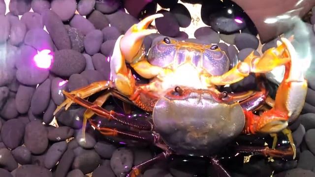 Mating of warrior crabs смотреть онлайн