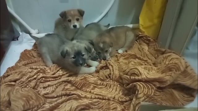 Спасенные от погибели новые малыши в нашей группе🙏🙏🙏 смотреть онлайн