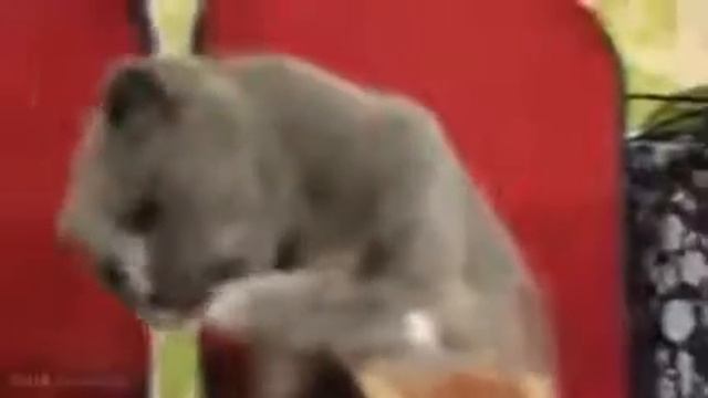 Эти Смешные Кошки! смотреть онлайн