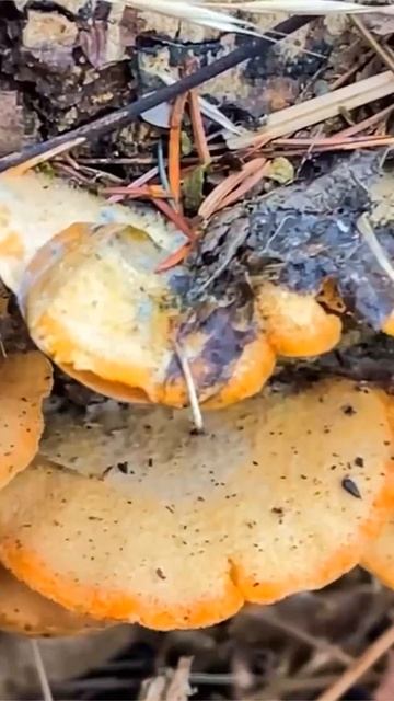 Вёшенка оранжевая (Phyllotopsis nidulans) short #shorts смотреть онлайн