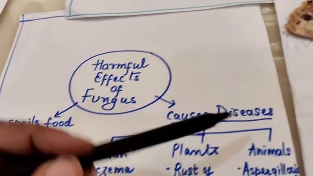 FUNGI:Class VIII  Micro-organisms