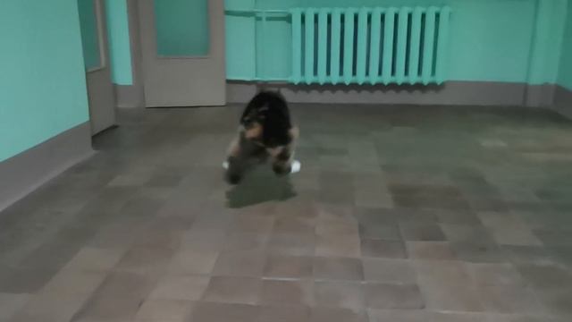 A cat, that plays like a dog / Кошка, которая заигралась в собаку смотреть онлайн