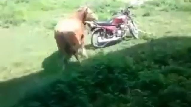 Бик покриває мотоцикла. смотреть онлайн