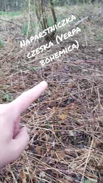 Setki grzybów, Naparstniczka czeska (Verpa bohemica). #shorts #grzyby #nowahuta #grzybyjadalne