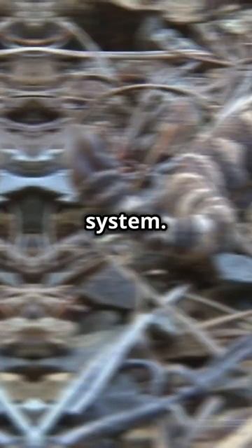 Defense methods of snakes😱 смотреть онлайн