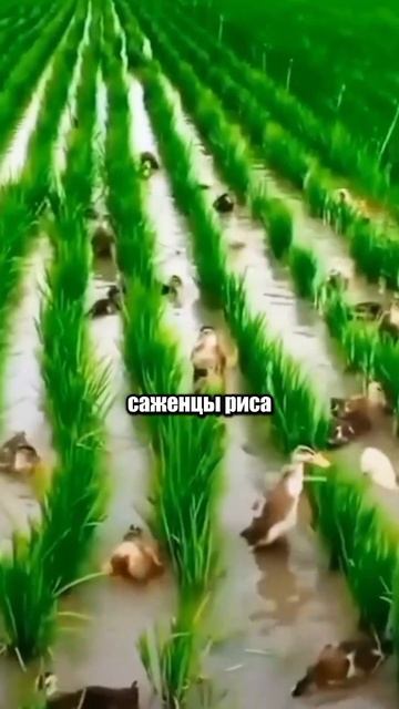 Утки которых используют в качестве гербицидов для выращивания риса смотреть онлайн