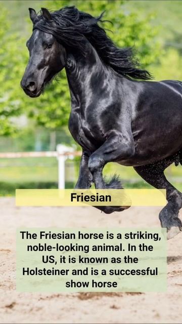 Top 10 Most Expensive Horse Breeds Of all Time#shorts #top5 #trending смотреть онлайн