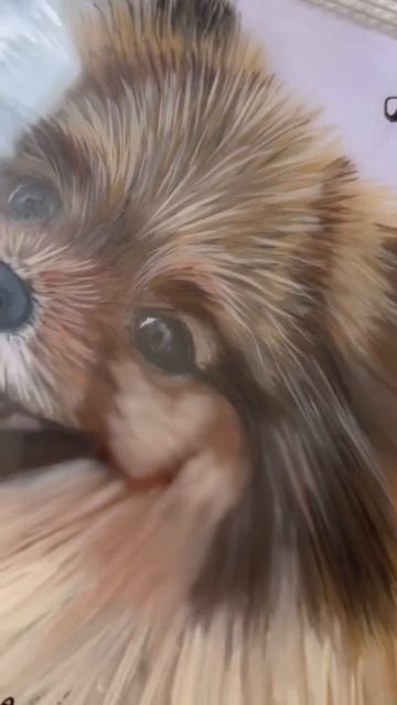 Artistry in action:Creating 3D pet portraits❤️#fyp #diy #pets #dog #cat #handmade #drawing #art смотреть онлайн