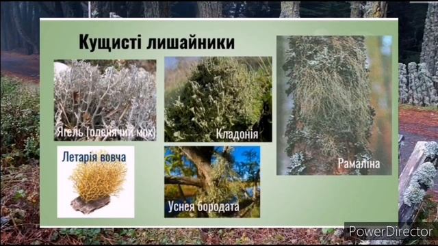 Лишайники  Відеоурок з біології для 6 класу