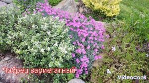 1.  Растения на альпийской горке