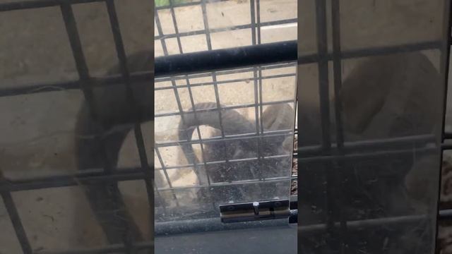 ムフロンにエサやり　九州自然動物公園アフリカンサファリ　Asia muflon Feeding смотреть онлайн