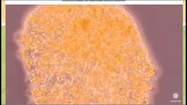 Biology 1 Module 10C Fungi Continued