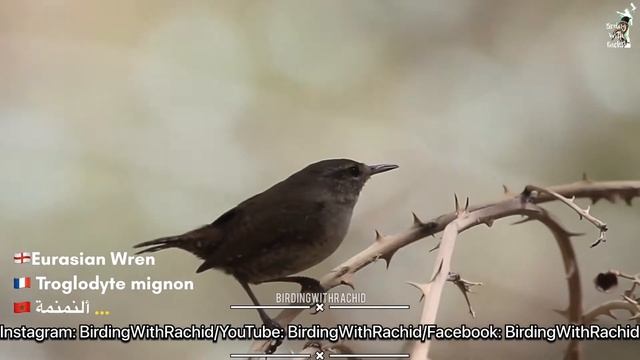 طيور🇲🇦 المغرب .الحسون تغريد eurasian wren calls .طائر النمنمة смотреть онлайн