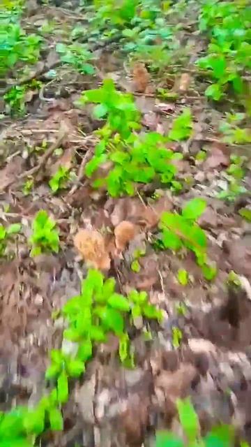 Результаты первого сбора Сморчков #грибы #грибалка #грибнойсезон #сморчки #лес #природа #shorts смотреть онлайн