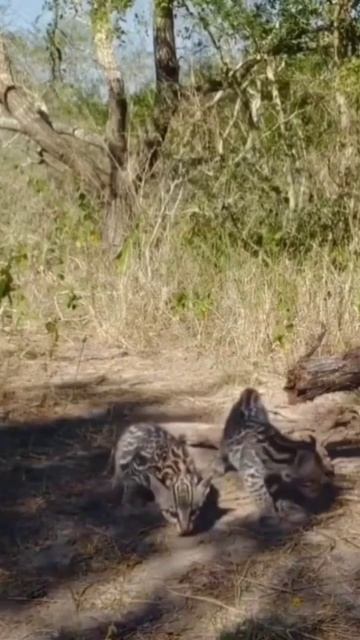 baby ocelots#animal #short #youtubeshorts #ocelot #wildcircle10x #wildcircle31x смотреть онлайн