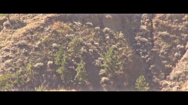 BIGHORN SHEEP EWE HUNT | B(ewe)tiful Day смотреть онлайн
