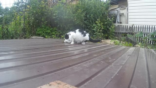 Уличные котята обедают смотреть онлайн