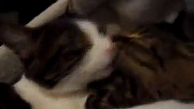 Ares e Nike ... softporn time!!! смотреть онлайн