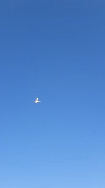 КӨГЕРШІН КЕПТЕР KABOTAR کبوتر GÖYӘRÇIN حمامة MERPATI PIGEONS ГОЛУБИ TAUBEN 6 августа 2024 г. смотреть онлайн