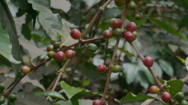 Coffee Behind the Scenes - Coffee in Tanzania смотреть онлайн