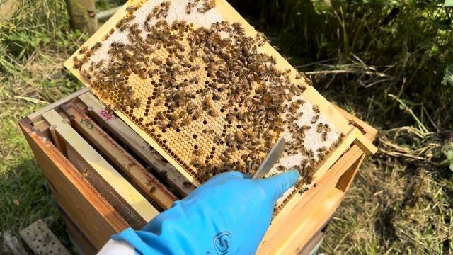 Second generation Queens blind test- insights and surprises! смотреть онлайн