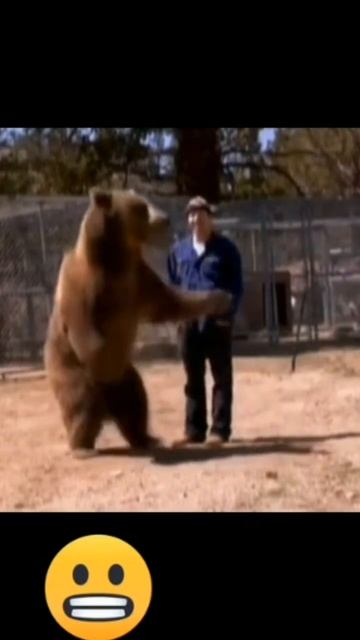 медведь напал на дрессировщика смотреть онлайн