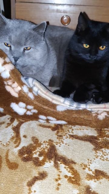 1 марта - День Кошек! 💕😺😺 смотреть онлайн