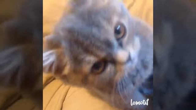 Любопытная британская кошка смотреть онлайн