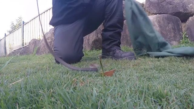 two yellow faced whip snakes in oxenford part 2 смотреть онлайн