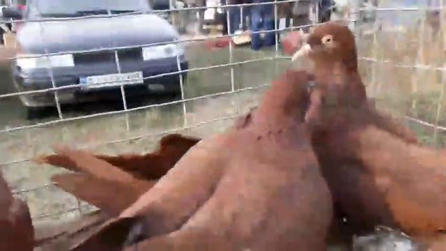 Серпастые голуби