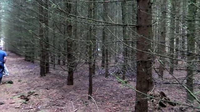 Летний лес без грибов.