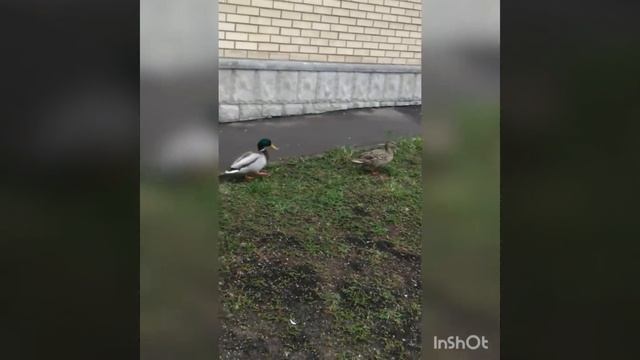 Утиная прогулка !🐣🐤🐥 смотреть онлайн