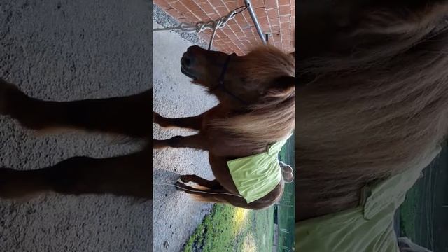 Bioresonanz Behandlung meiner Stute mit Aspergillus Belastung смотреть онлайн