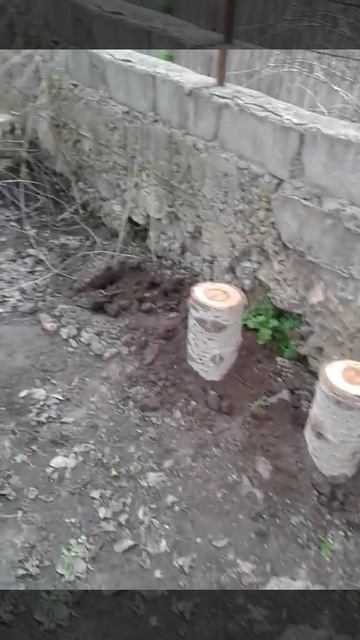 Грибы вешенка на пнях 4 смотреть онлайн